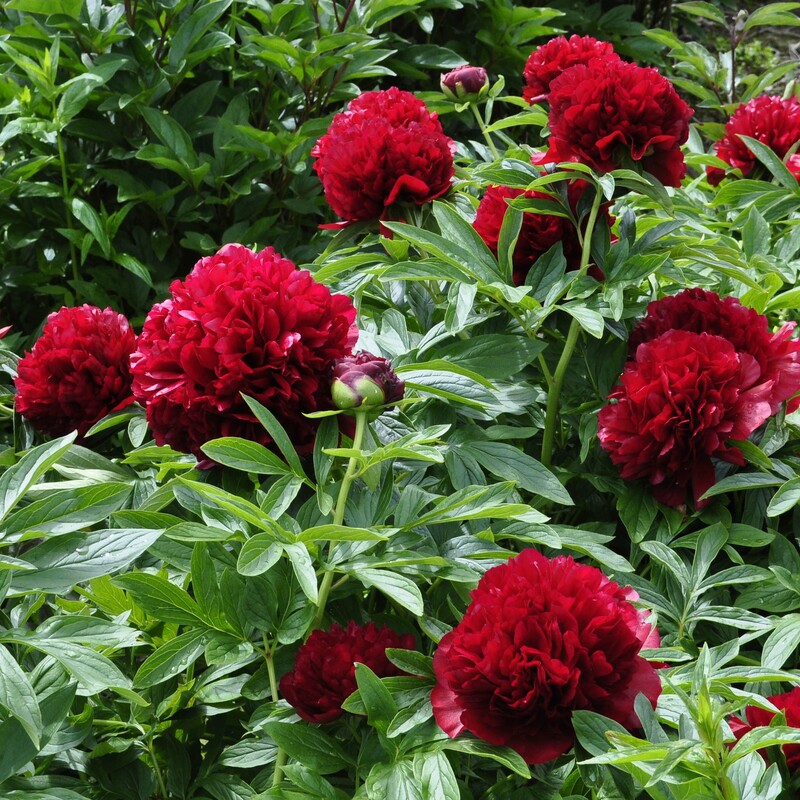 About Hybrid Peonies | Claire Austin