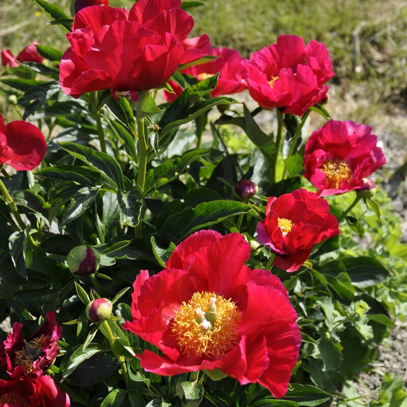 About Hybrid Peonies | Claire Austin