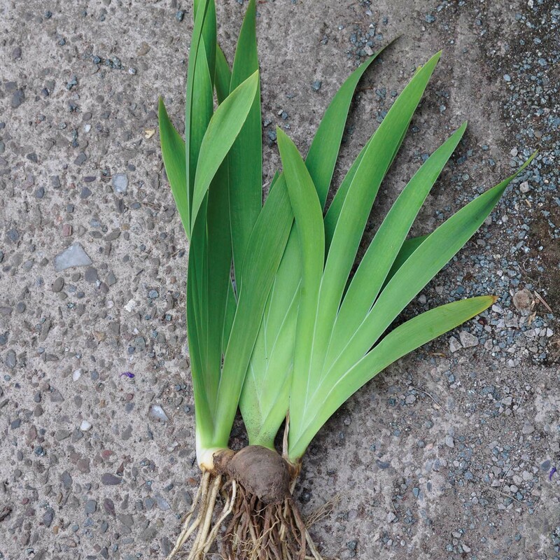 When to Cut Back Irises