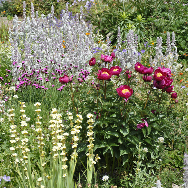 Visit Us | Powys Perennial Nursery Open Days | Claire Austin